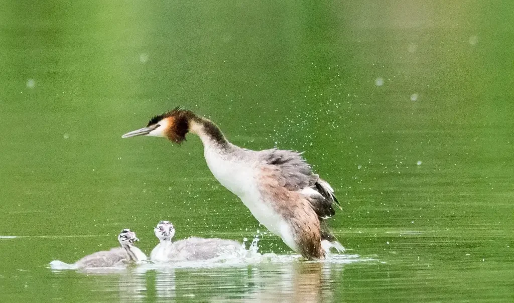 Photographie animalière du Grèbe Huppé (Podiceps cristatus) avec ses petits dans l'eau