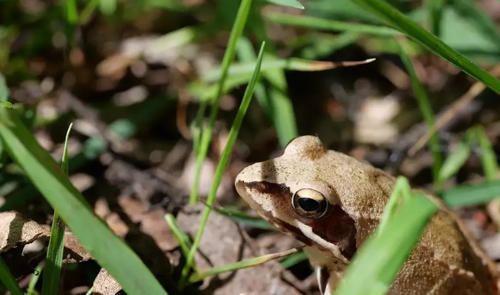Photo animalière d'une grenouille agile (aussi appelée Rana dalmatina), prise sur les propriétés départementales du Marais de Sacy dans l'Oise (à Sacy-le-Grand)