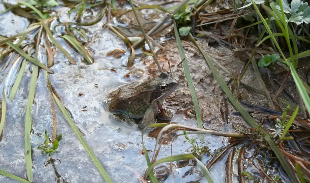 Photographie d'une Grenouille rousse, Rana temporaria dans une mare