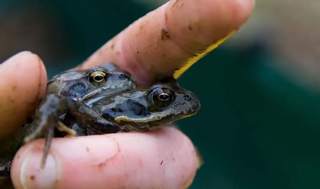Photographie plan rapproché de grenouilles rousse (ou Rana temporaria)
