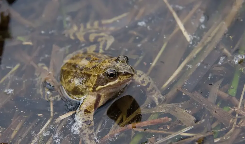 Photo animalière rapprochée d'une espèce d'anoure (amphibien sans queue), la Grenouille rousse (Rana temporaria)