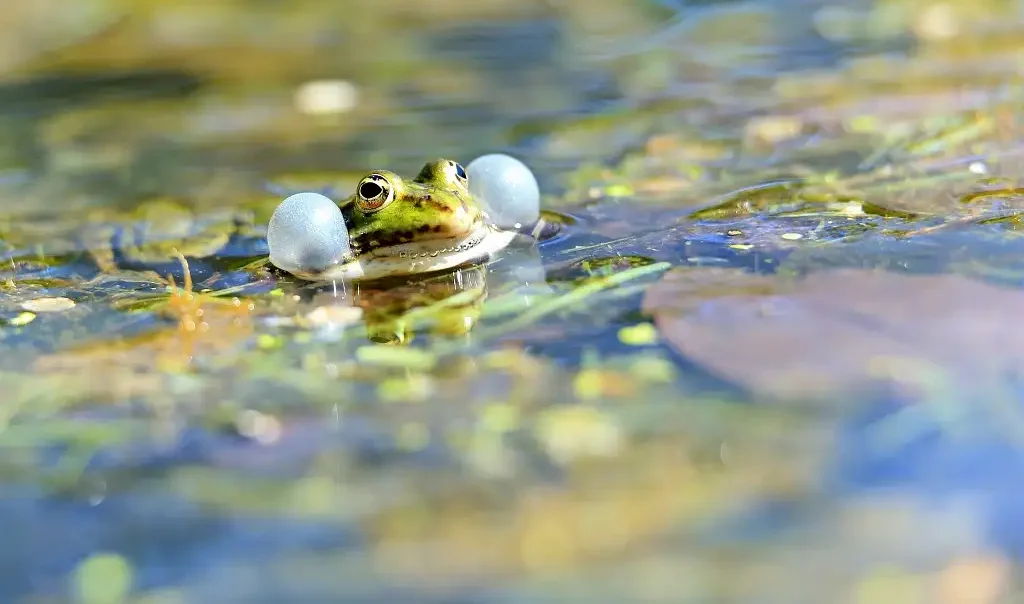 Photographie animalière d'une grenouille verte (Pelophylax kl. esculentus) qui coasse dans une mare.