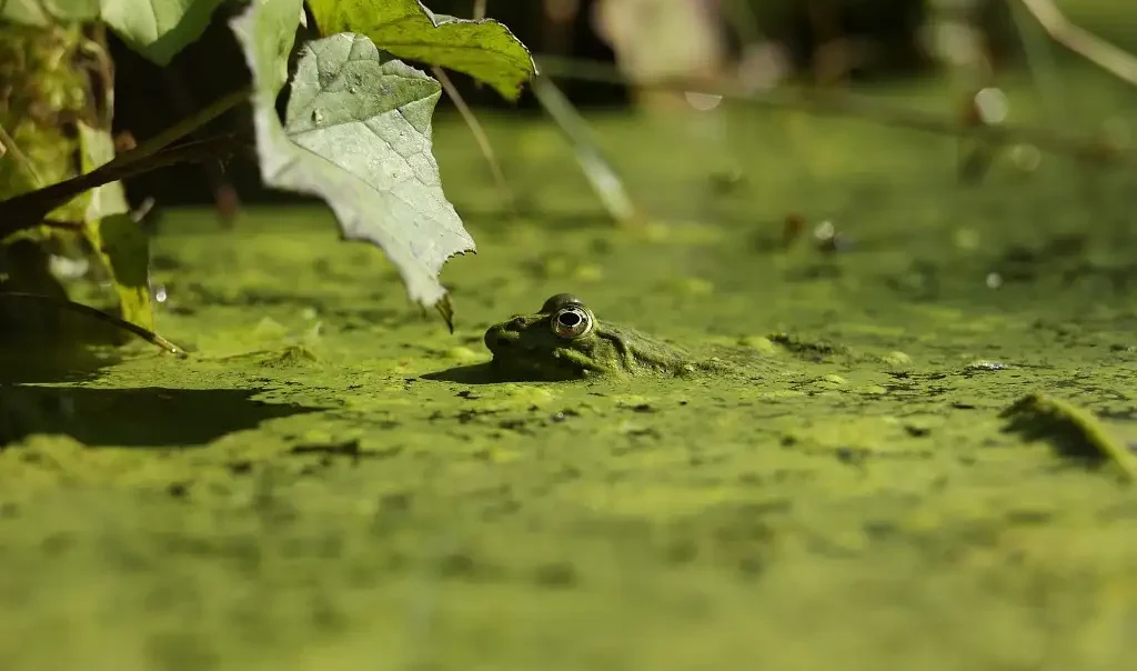 Photographie animalière d'une grenouille verte (Pelophylax kl. esculentus) dans une mare.