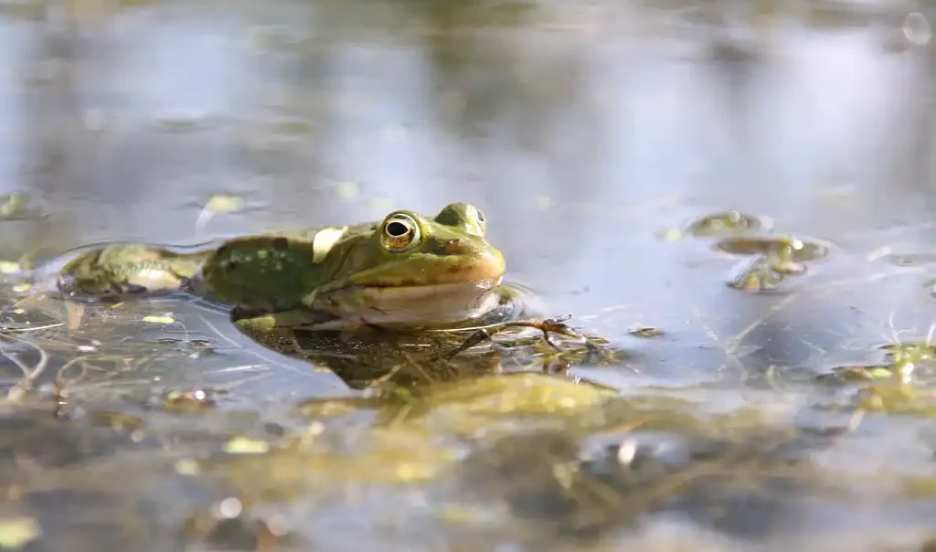 Photographie du Grenouille verte dans l'eau