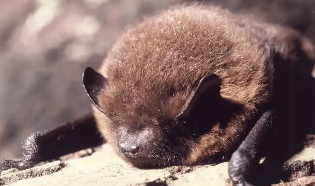 Photographie rapprochée d'une chauve-souris- Pipistrelle commune (Pipistrellus pipistrellus) posée