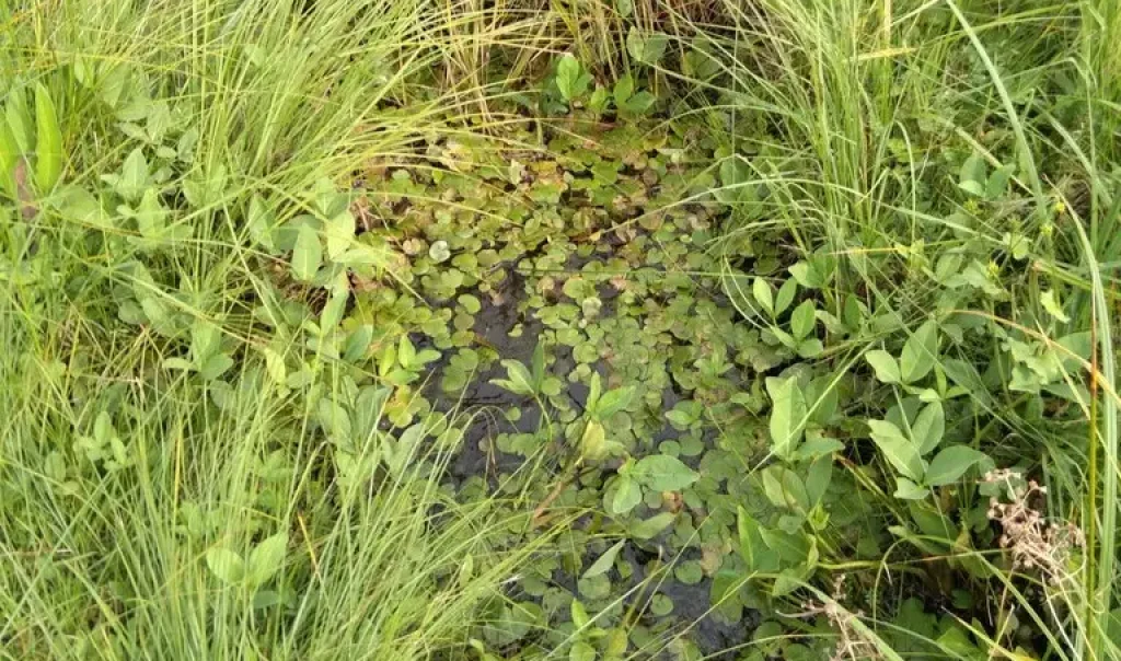 Habitat à Planorbe naine (Anisus voticulus)