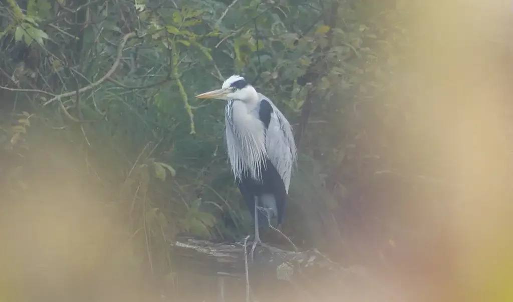 Photographie animalière du Héron cendré (Ardea cinerea)