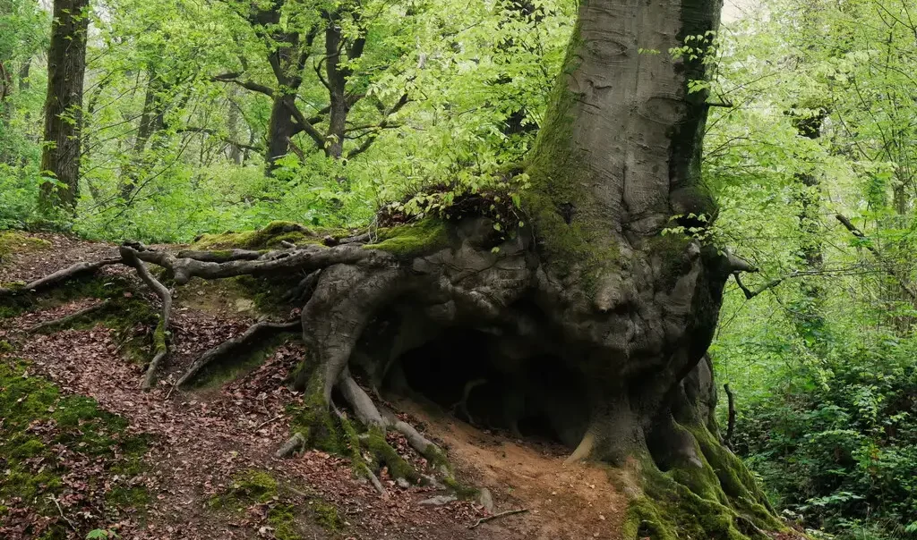 Photographie d'un hêtre Fagus sylvatica au Bois des Dames à Bruay-la-Buissière (Pas-de-Calais)