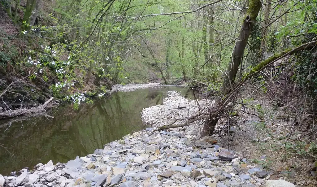 Photographie d'un milieu naturel humide sur le site de la Cascade de Blangy à Hirson dans l'Aisne.