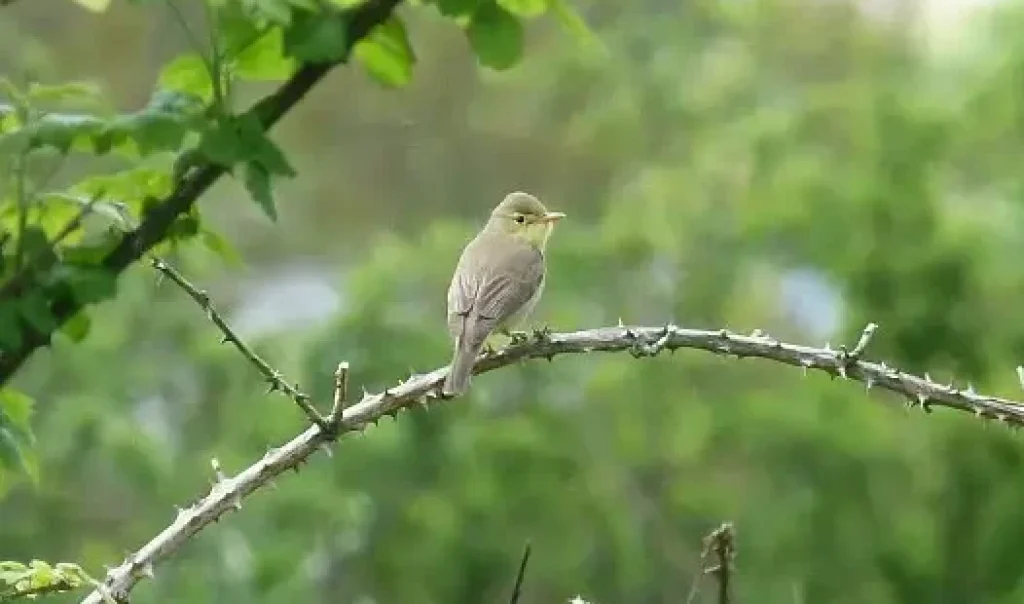 Photographie d'un Hypolaïs polyglotte (Hippolais polyglotta). Oiseau perché sur une branche