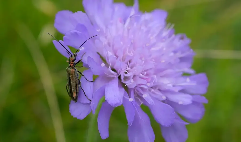 Photographie d'un insecte sur une fleur violette, prise au Fond Mont Joye, Dury/Saint-Fuscien (Somme)