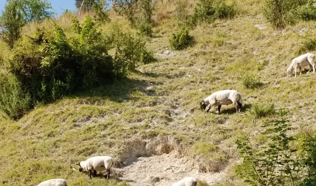 Photographie prise sur le site de la Montagne de Guizancourt (Somme) représentant bien les pratiques agro-sylvo-pastorales avec des moutons broutant dans un pâturage.