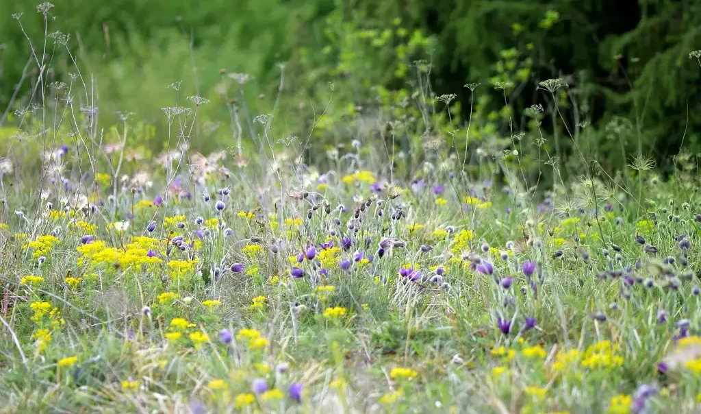 Photographie d'anémones pulsatille, prise à la Vallée Monnet à Cambronne-lès-Clermont (Oise). Flore luxuriante dans ce milieu naturel herbacé et calcaire.