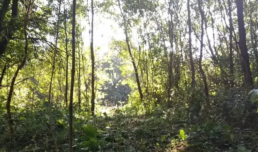 Photographie d'un sentier sur le site des Landes d'Ecques (Pas-de-Calais)