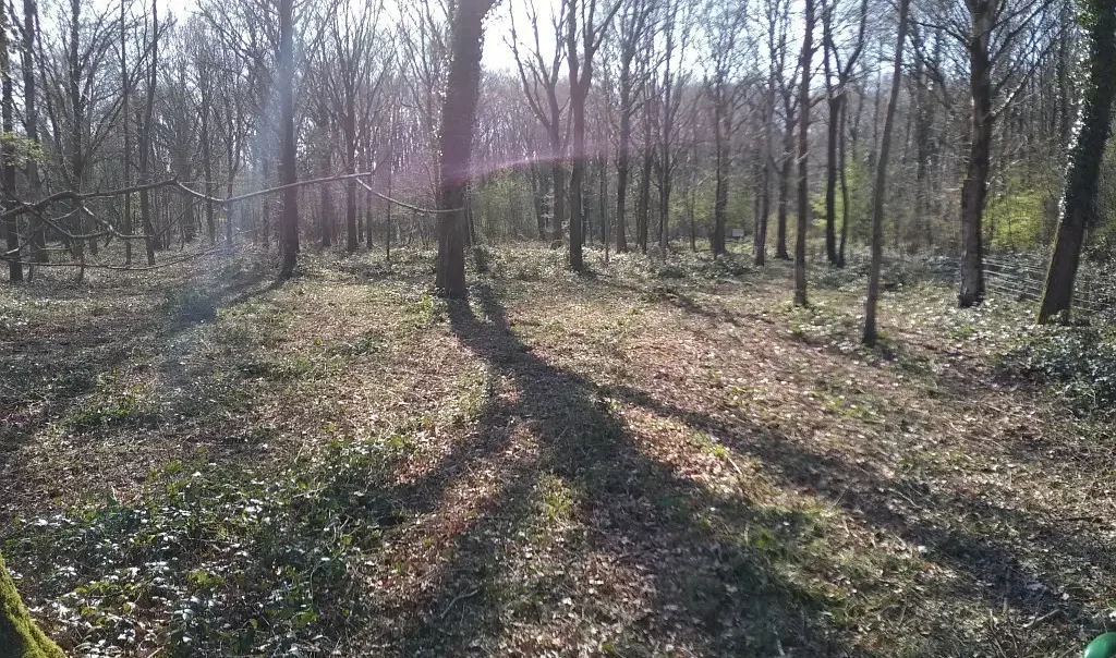 Photographie du Bois de Linghem (Pas-de-Calais)