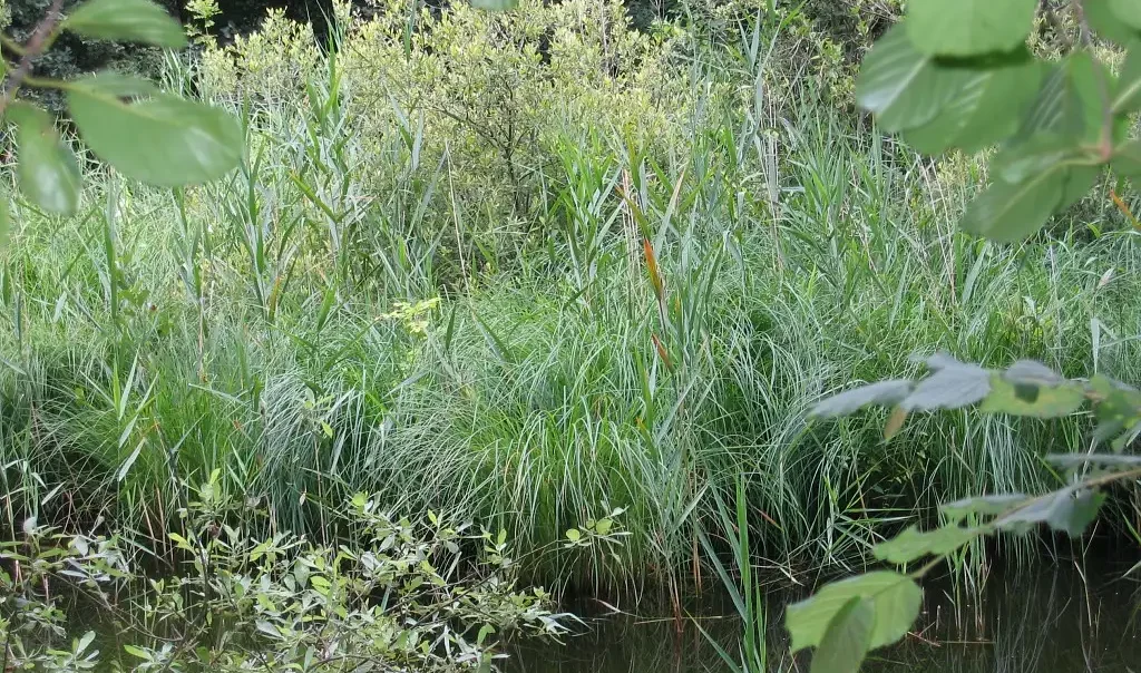 Photographie du Domaine de la Solitude, à Laon (Aisne). Un milieu naturel humide.