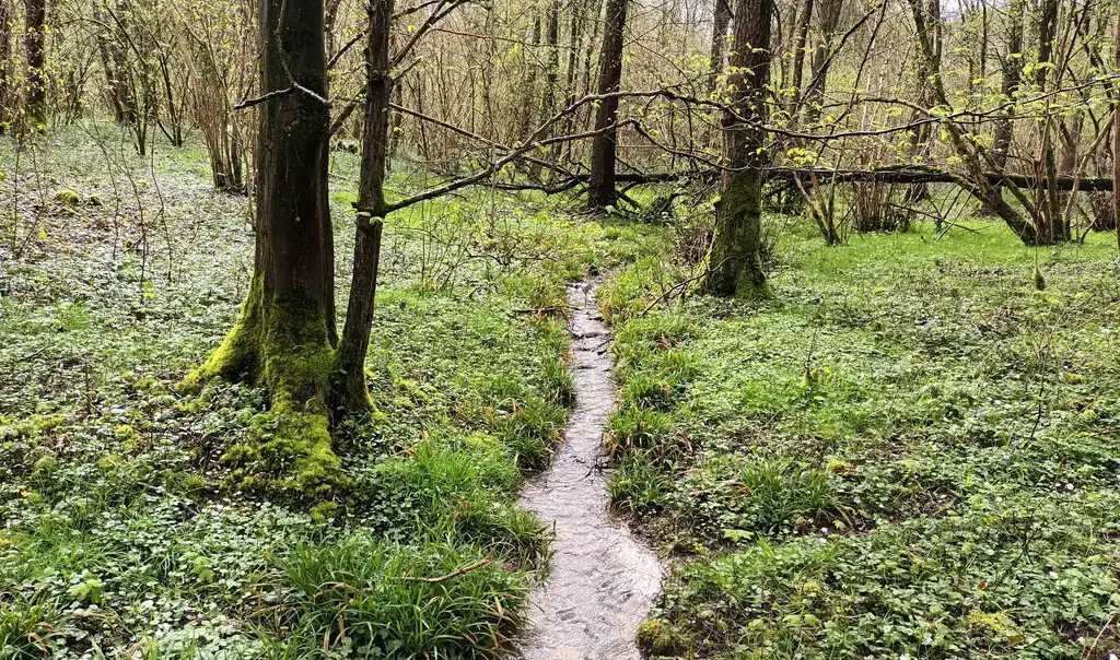 Photographie d'un ruisselet forestier dans le Bois du Toaillon dans les Hauts de France. A le Favril dans le Nord. Boisement humide en forêt et milieu naturel
