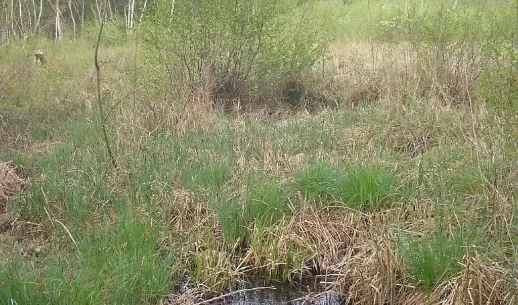 Photographie du Marais et de la Grande Prairie à Monchy-Saint-Eloi dans l'Oise, milieu naturel humide.