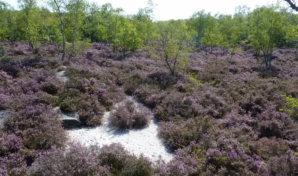 Photographie des Bruyères de Rouville (Bois du Roi), dans l'Oise