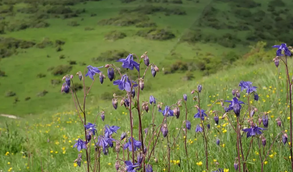 Photographie des Coteaux de Dannes-Camiers (Pas-de-Calais)