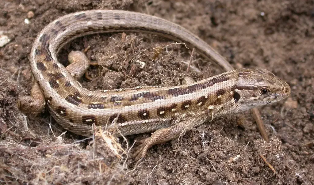 Photographie rapprochée d'un Lézard des souches (Lacerta agilis)
