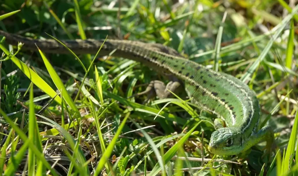 Lézard vert