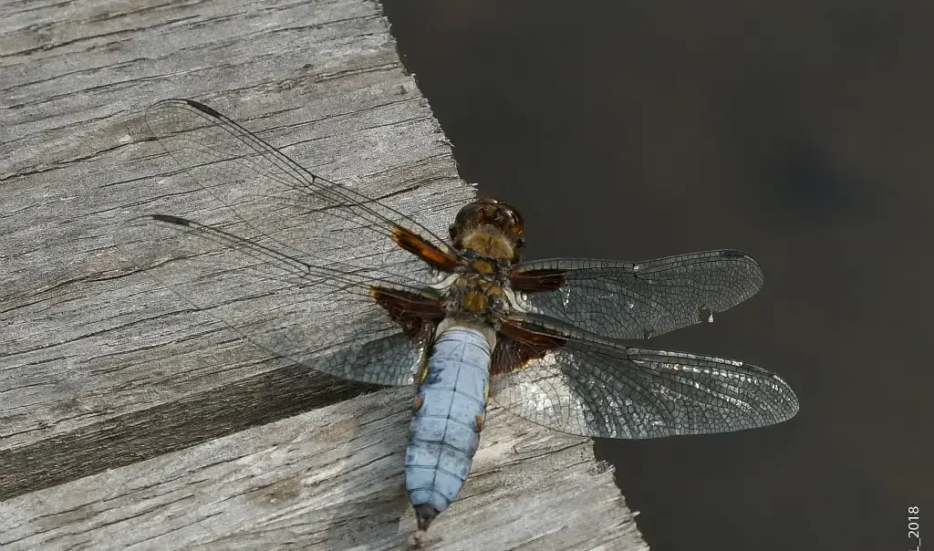 Photographie rapprochée d'une Libellule déprimée (Libellula depressa), à Bresles (Oise)