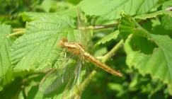 Photographie rapprochée de la Libellule écarlate (Crocothemis erythraea)