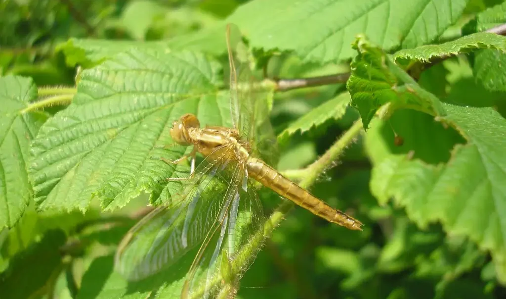 Photographie rapprochée de la Libellule écarlate (Crocothemis erythraea)