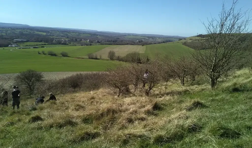 Photographie d'un chantier nature du CEN Hauts de France à la de Cote Butel, à Longueville dans le Pas-de-Calais. Animation abattages et travaux de gestion des indésirables