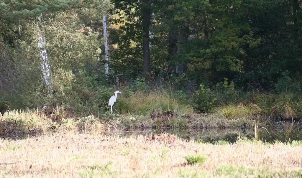 Photographie du Marais de Bourneville, à Marolles (Oise)