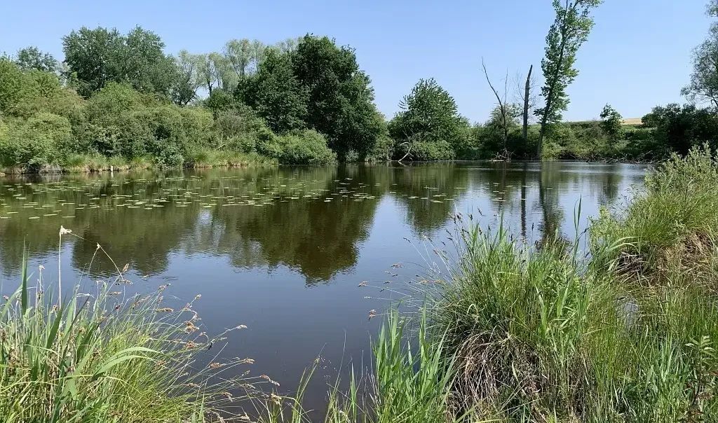 Photographie du Marais de Morcourt dans la Somme. Milieu naturel humide