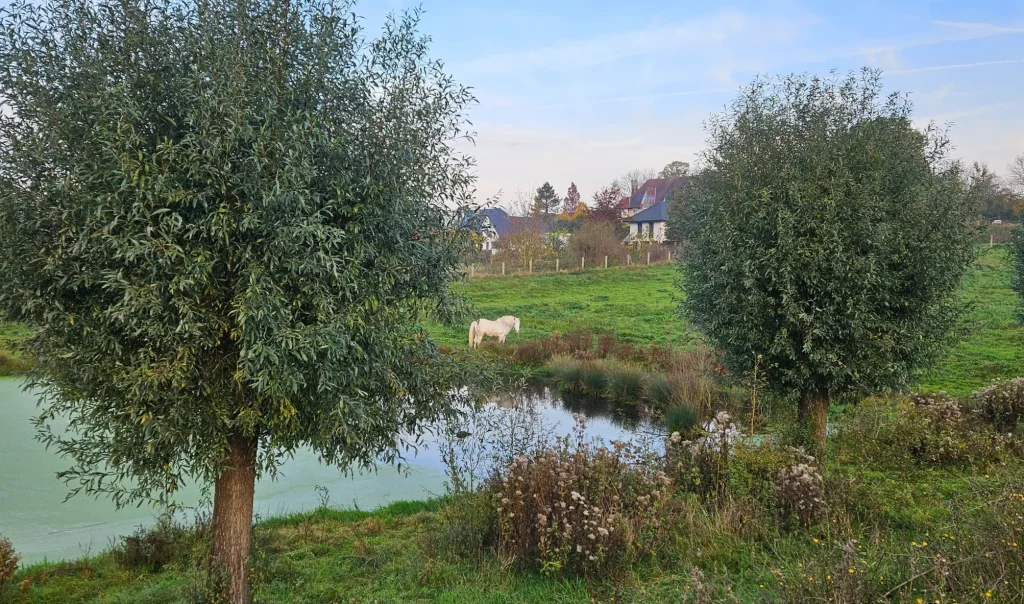 Photographie du Marais de Saint-Laurent-Blangy (Pas-de-Calais). Zone naturelle humide en agglomération.