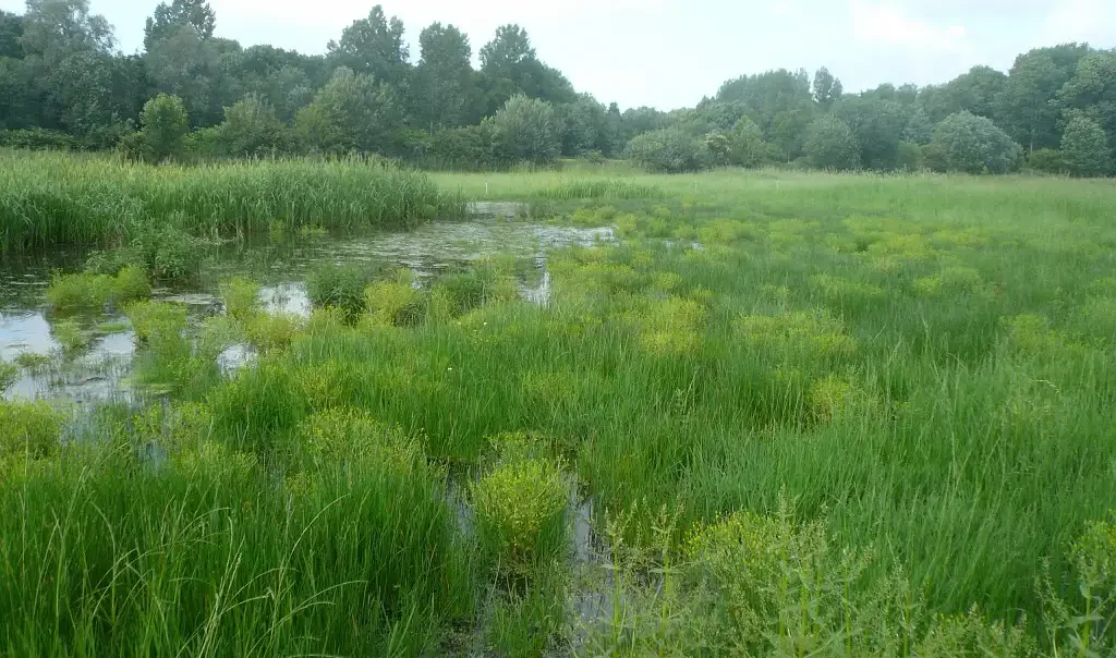 Photographie du Marais des Halles de Péronne (Somme). Milieu naturel humide