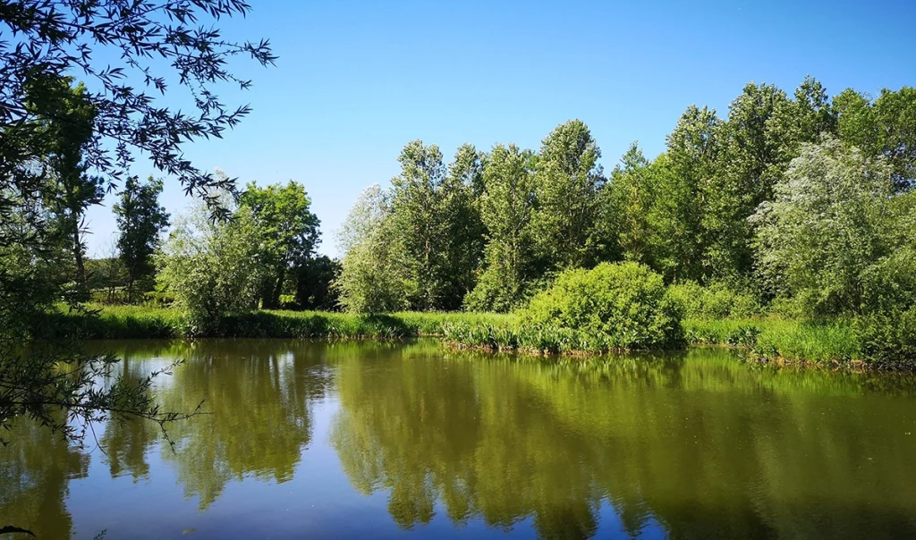 Marais du Planty - © M. Drouglazet
