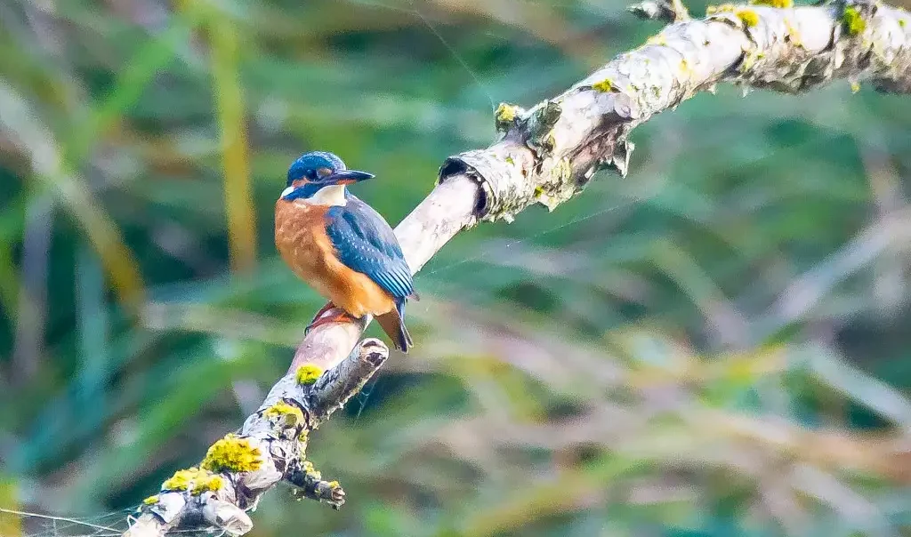 Photographie animalière d'un oiseau Martin Pêcheur d'Europe (aussi appelé Alcedo atthis).