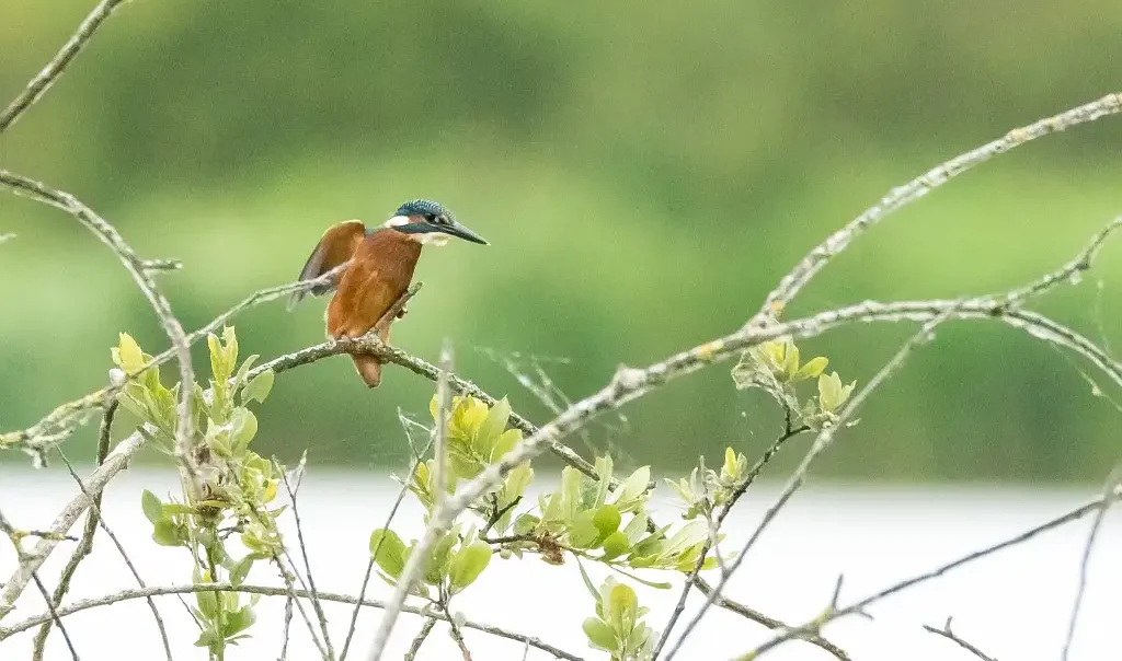 Photographie animalière d'un oiseau Martin Pêcheur d'Europe (aussi appelé Alcedo atthis).