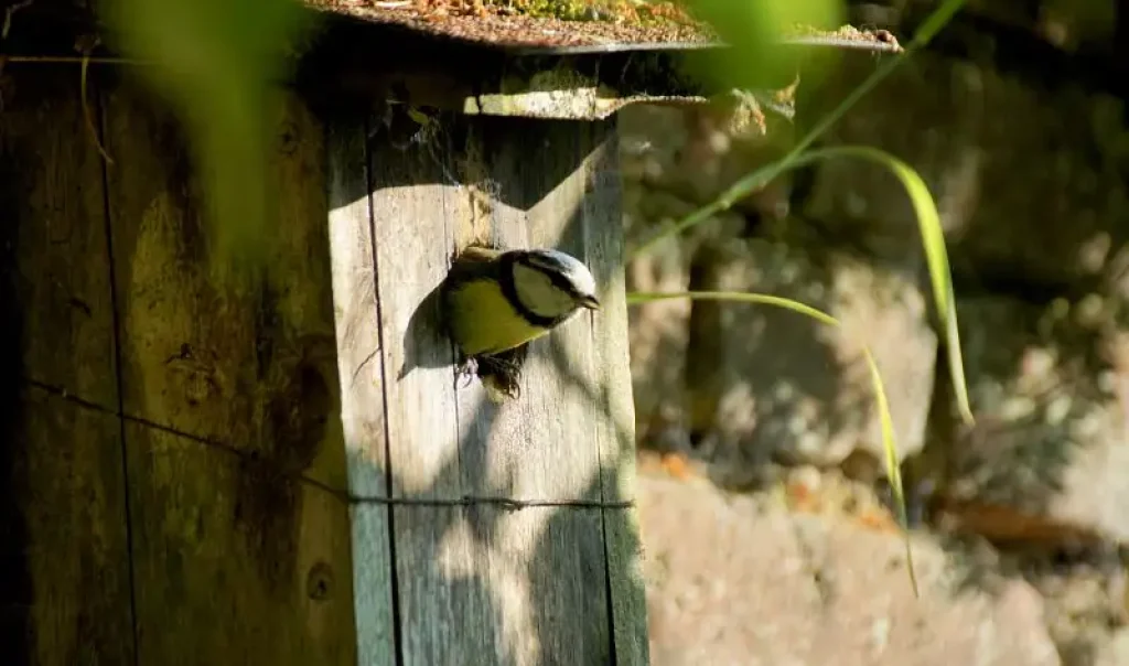 Photographie d'une Mésange bleue (Cyanistes caeruleus) dans un nichoir