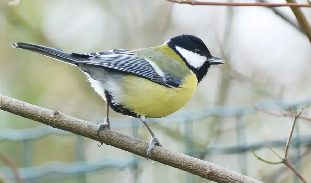 Photo d'une mésange charbonnière (Parus major) perchée sur une branche