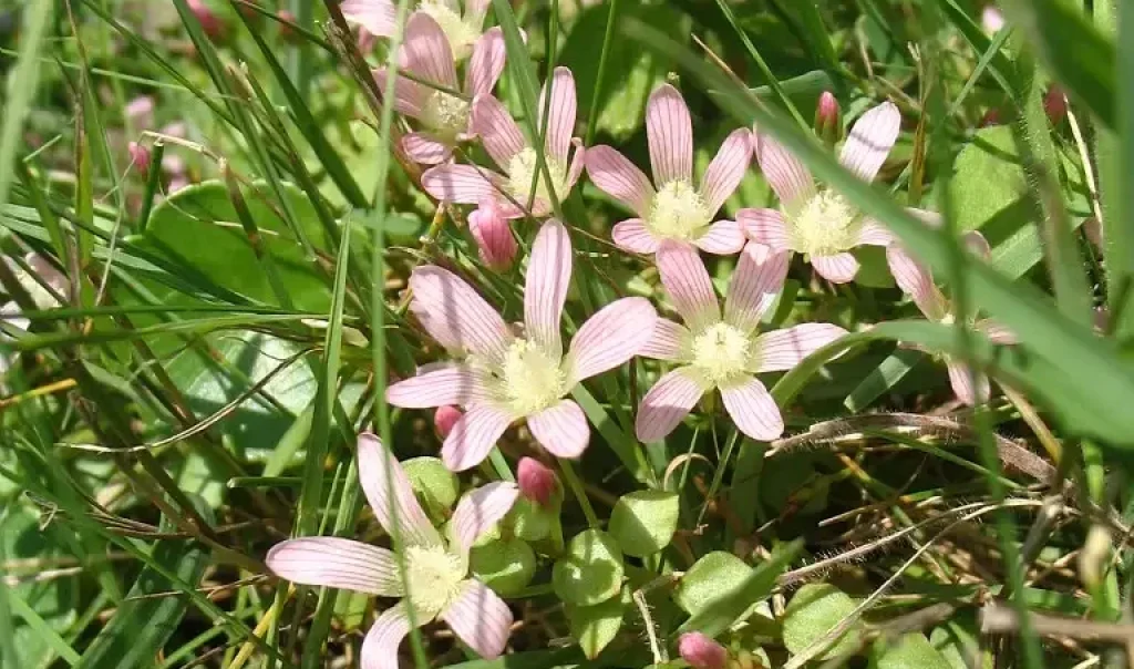 Photo de Mourons délicats (Anagallis tenella)