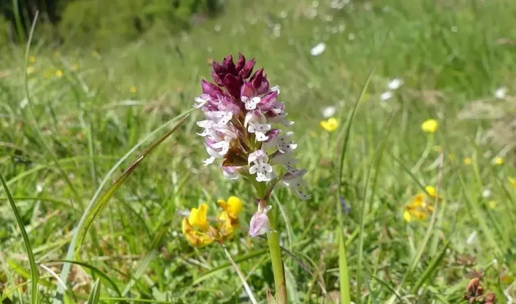 Photographie d'une Orchis brulé, Neotinea ustulata, végétal supérieur et plante à fleur