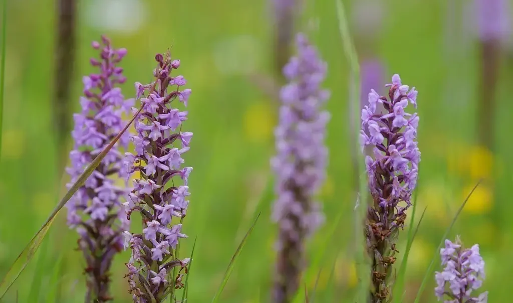 Photographie d'Orchis moucheron (Gymnadenia conopsea)