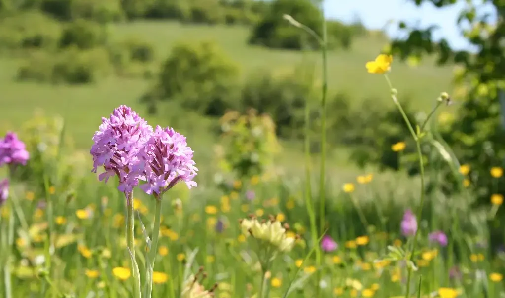 Photographie d'un paysage verdoyant et fleuri avec au premier plan une Orchis pyramidale (Anacamptis pyramidalis)