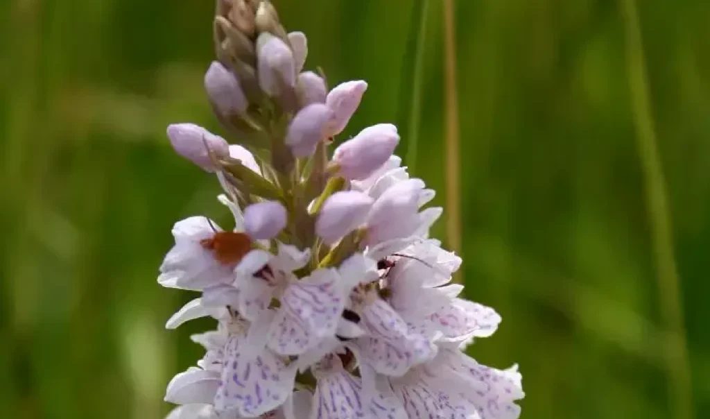 Photographie rapprochée de l'Orchis tacheté, Dactylorhiza maculata. Orchidée que l'on trouve dans les prairies humides.