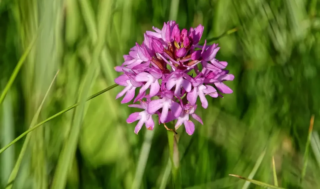 Photographie de la fleur Orchys pyramidale (Anacamptis pyramidalis), prise sur le site du Fond de Cléry à Amblainville (Oise)