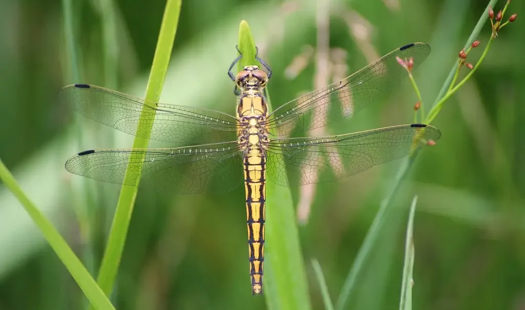 Odonate, Libellule Orthetrum réticulé (Orthetrum cancellatum)