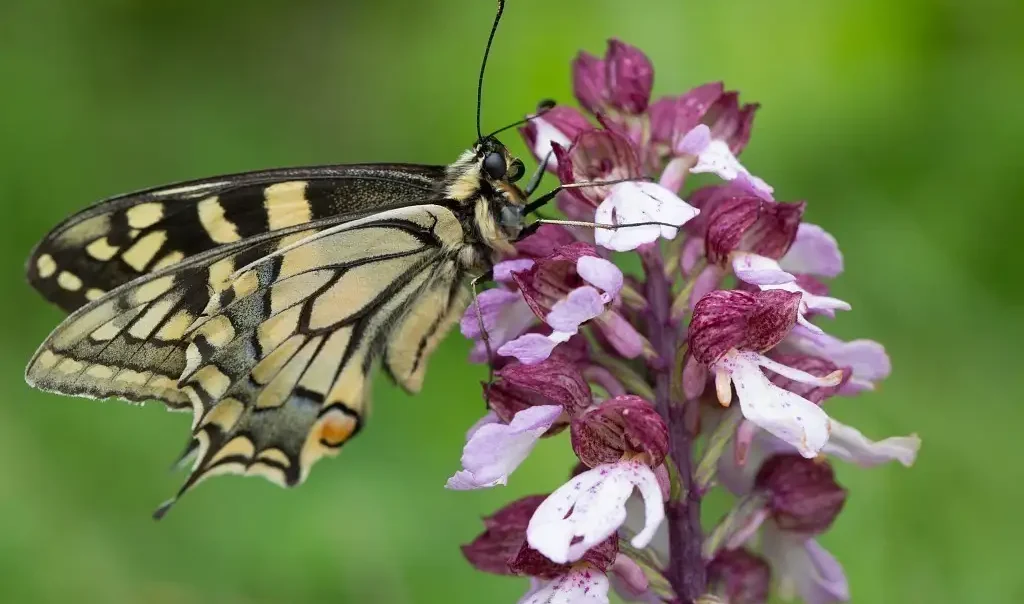 Photographie rapprochée d'un Papillon (Papilio machaon) jaune et noir sur une fleur violette (Orchis)