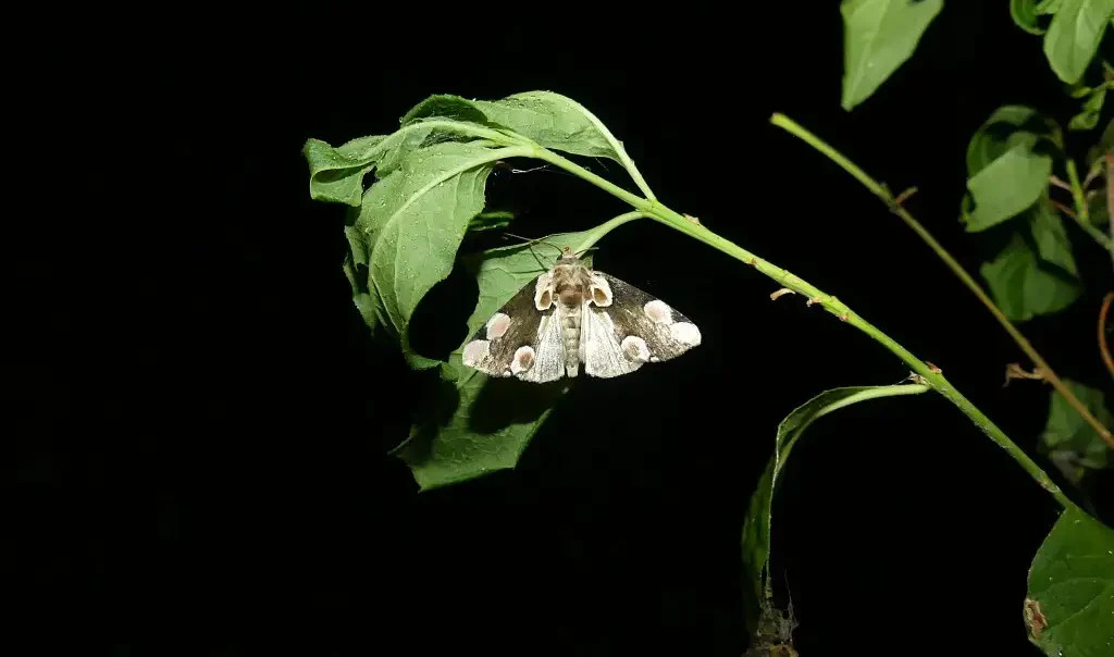 Photographie d'un Papillon de nuit Thyatira batis