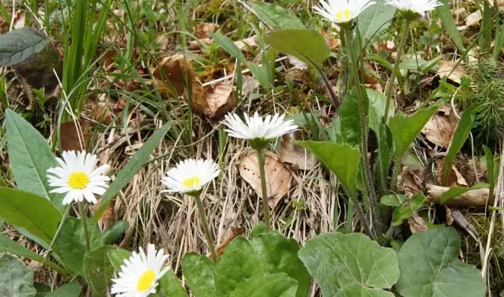 Photographie de Pâquerettes (Bellis perennis)