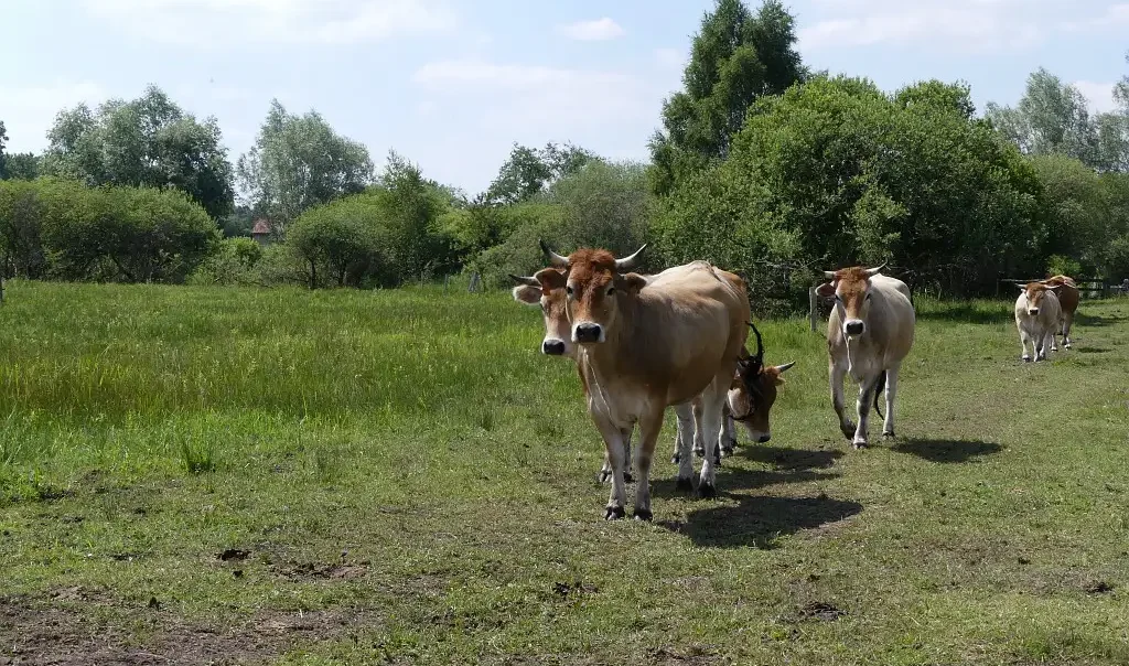 Photographie de bovins dans un pâturage de la Réserve Naturelle Nationale (RNN) de l'Etang Saint-Ladre à Boves (Somme).